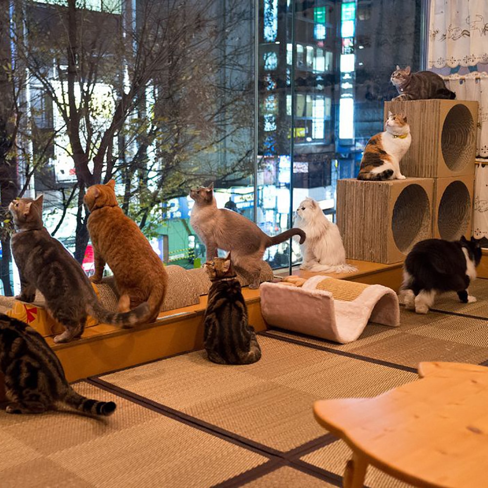 Включи коте ресторан. В Токио ресторан для котов. Кошачий ресторан к Токио. Ресторан для котов. Комната для кошек.